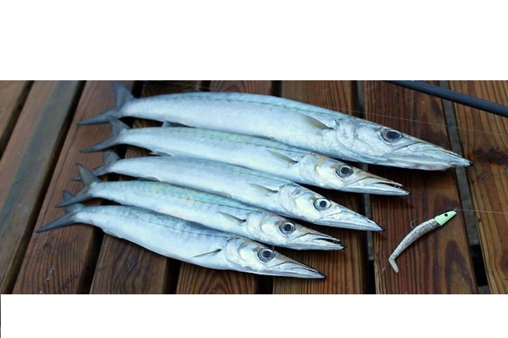 BARAKUDA